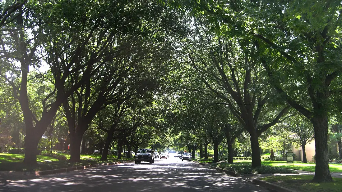 A residential street in Highland Park, with mature trees arching over the road from both sides
